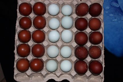 Яйцо инк,молодняк маран,плимутрок,брекель,араукан