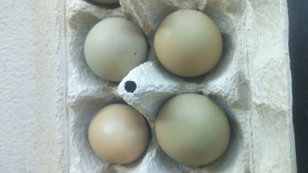 Яйцо Румынского фазана