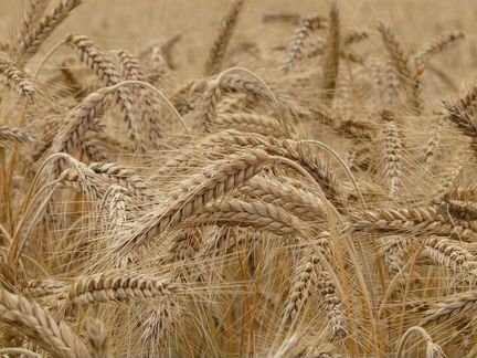 Пшеница урожай 2019