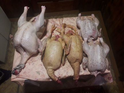 Продам мясо птицы домашнее: индейка, утка, куры
