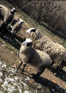 Овцы, бараны романовской породы