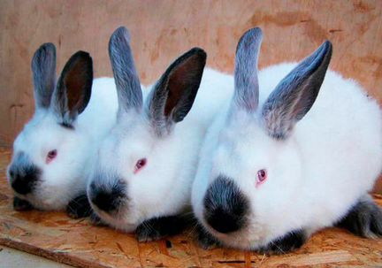 Кролики колифорнийские