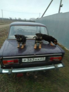 Продаются щенки немецкой овчарки