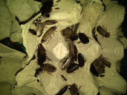 Мраморные тараканы