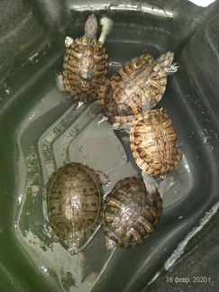 Красноухии черепахи