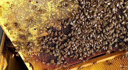 Пчелыпчелопакеты