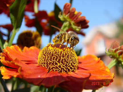 Пчёлы Рои пчёл пакеты пчелосемьи пчелопакеты