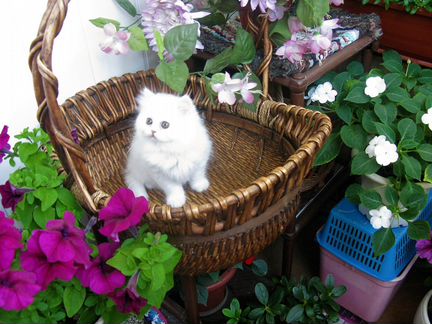Продаются персидские классические котята