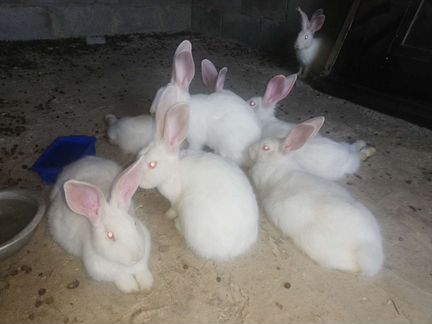 Кролики панони