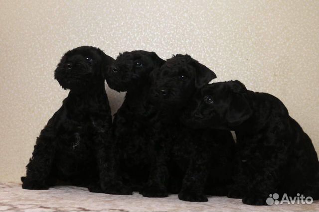 Щенки керри блю терьера, документы РКФ