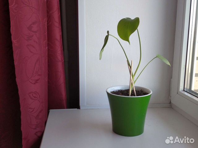 Цветы в горшках