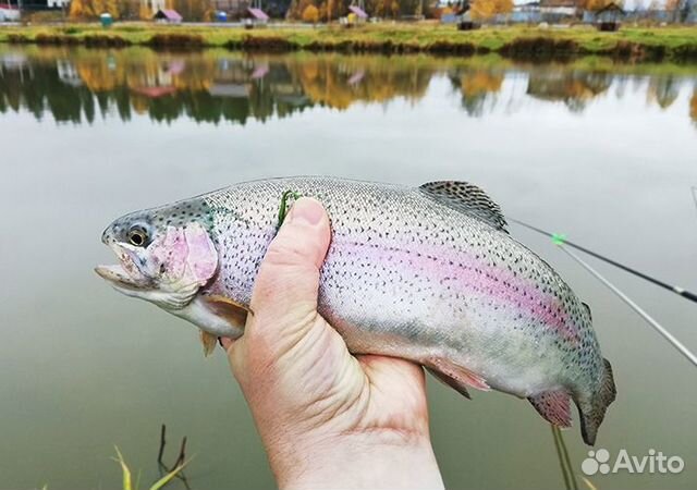 Продаю форель радужную
