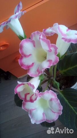 Комнатные растения. цветущие глоксинии