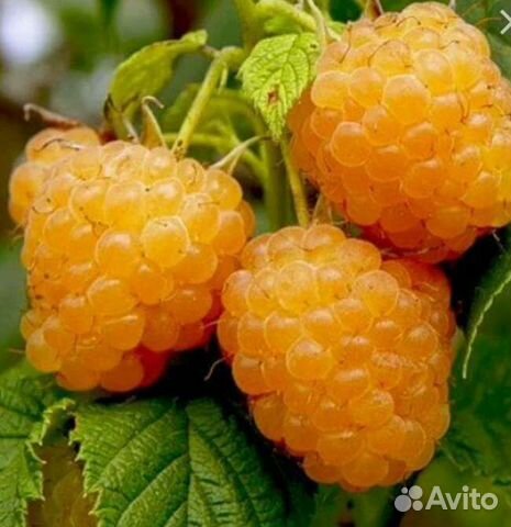 Малина саженцы(золотые купола)