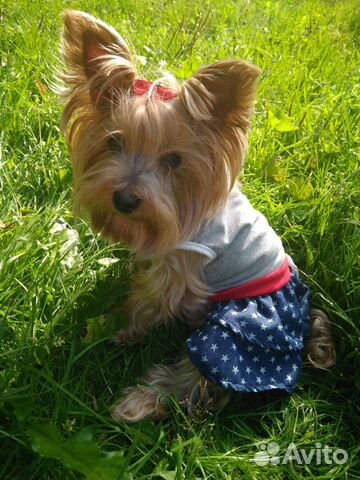 Передержка для животных, догситтер, зооняня