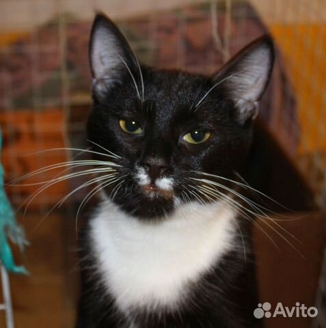 Котик заболел Фип от тоски. никто не усынов. Приют