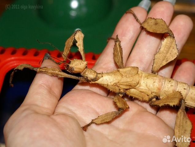 Австралийский палочник