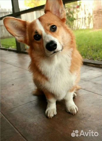 Передержка собак