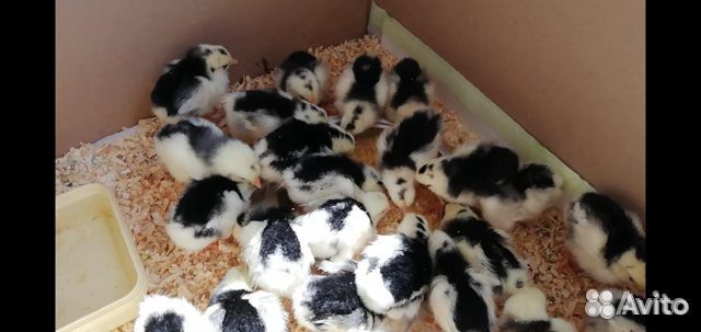 Куры несушки,Адлерская,Леггорн далматинец,инк.яйцо