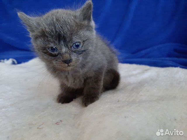 Авито абакан кошки