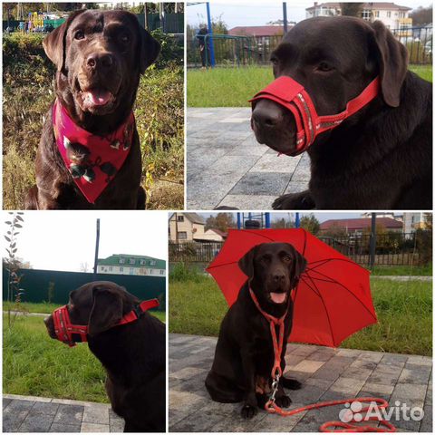 Ошейник, поводки, шлейки. Цены до