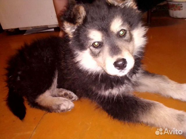 дом с центральным отоплением в карасуке. авито карасук. племсвидетельство на дюрка фото. карасук частный сектор. кошки фото карасук отдают.