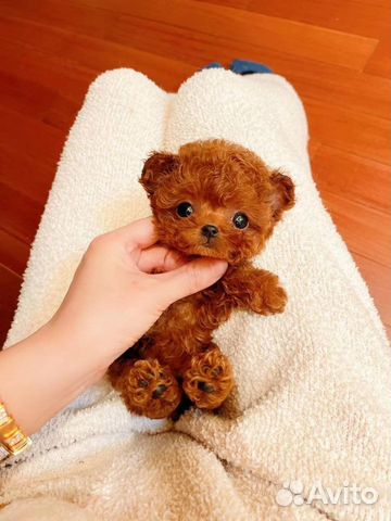 Мальтипу Teacup Teddy Poodle