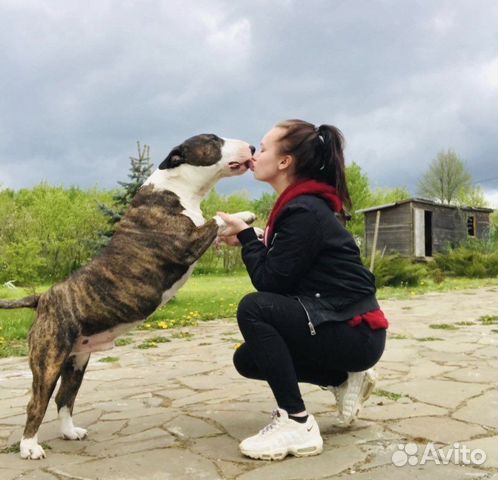 Английский бультерьер на вязку