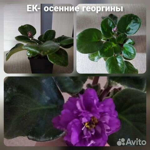 Фиалка фантазийная укорененные листья