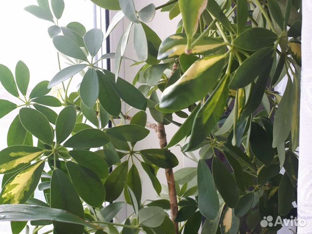 Комнатные цветы шефлера неукорененные