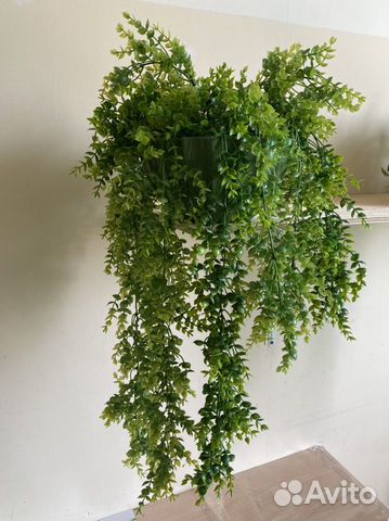 Ампельные растения