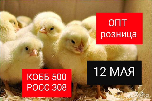 Чем отличаются кобб 500 от росс