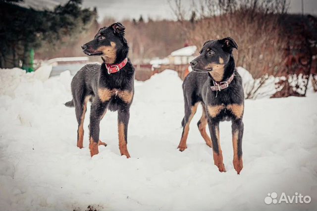 Собаки в дар в добрые руки