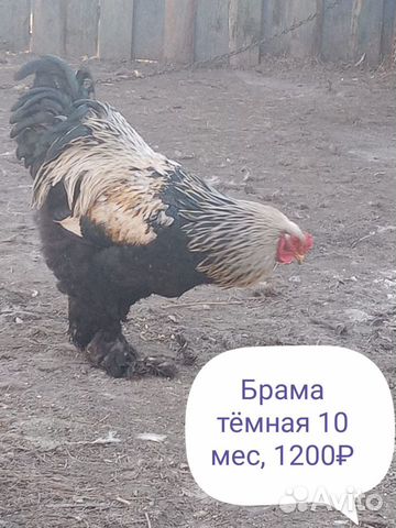 Петушки