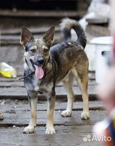 Отдам собаку в добрые руки