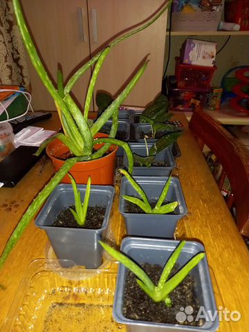 Алоэ вера и хлорофитум