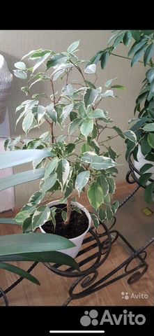 Фикус бенджамина пестролистный