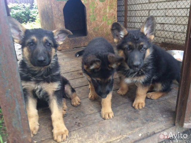 Овчарки -щенки на охрану