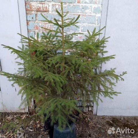 Саженцы Ель отборная, Лиственница и Кедр: до 2,5 м