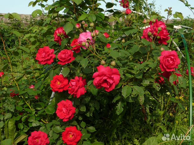 Розы-Гортензия-саженцы-Туя