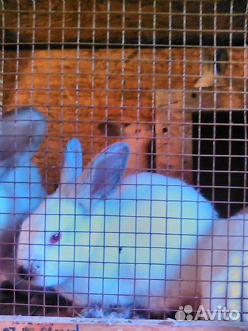 Продаю кроликов купить на Зозу.ру - фотография № 2