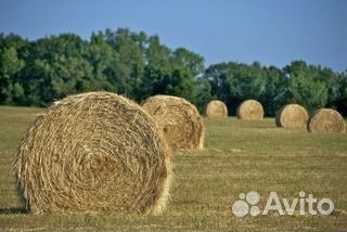 Продам сено