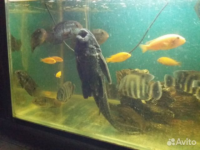Большой выбор аквариумной рыбы купить на Зозу.ру - фотография № 1