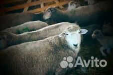 Продается стада овец(оптом)