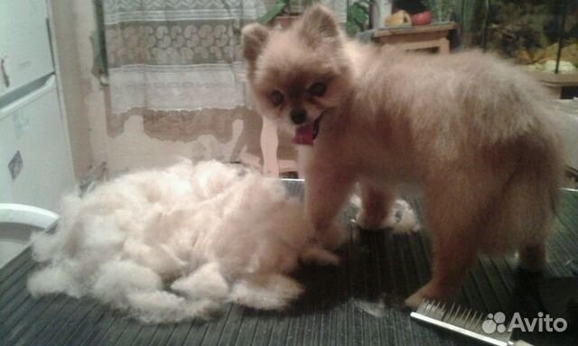 Стрижка собак и кошек