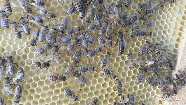Пчелы- Пчелопакеты породы Карпатка- Карника купить на Зозу.ру - фотография № 2