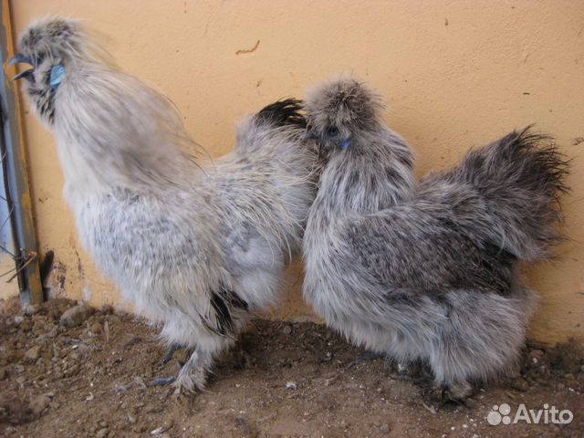 Цыплят, гусят, индоутят, цесарят купить на Зозу.ру - фотография № 4