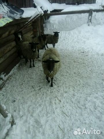 Романовские бараны овцы купить на Зозу.ру - фотография № 2