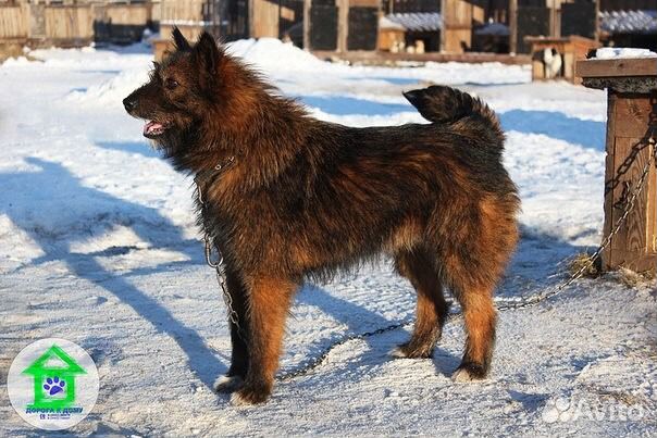Верная собака Хлоя купить на Зозу.ру - фотография № 3