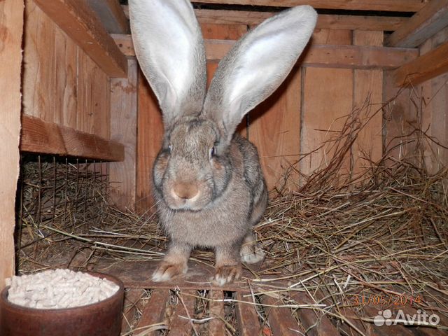 Животные рославля